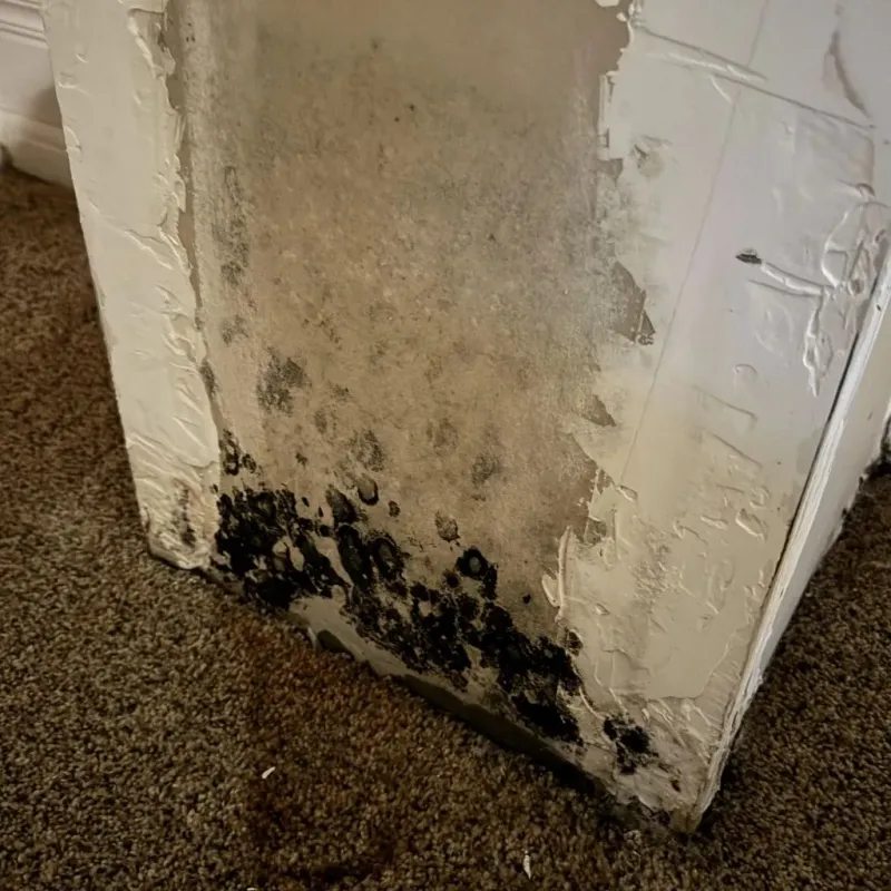 Professional Mold Removal in Artesia, NM